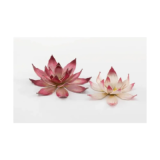 Laser Plants - Lotus Flower