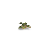 Laser Plants - Monstera - Gamers Grass