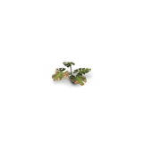 Laser Plants - Monstera - Gamers Grass