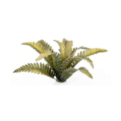 Laser Plants - Deer Fern - Gamers Grass