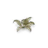 Laser Plants - Bracken (22 Feuilles de Fougère)