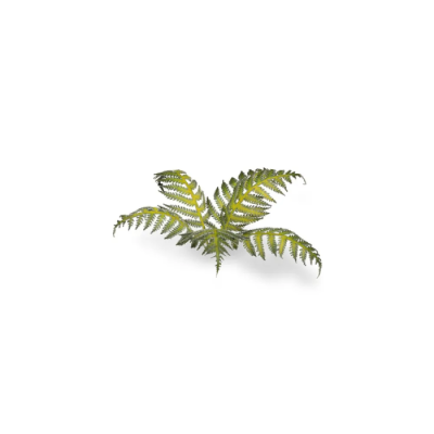 Laser Plants - Bracken (22 Feuilles de Fougère)