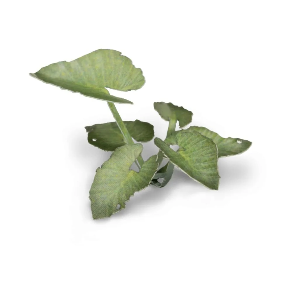 Laser Plants - Elephant Ear - Gamers Grass
