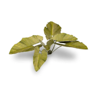 Laser Plants - Elephant Ear - Gamers Grass
