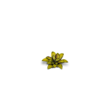 Laser Plants - Dumb Cane - Gamers Grass