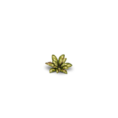 Laser Plants - Dumb Cane - Gamers Grass