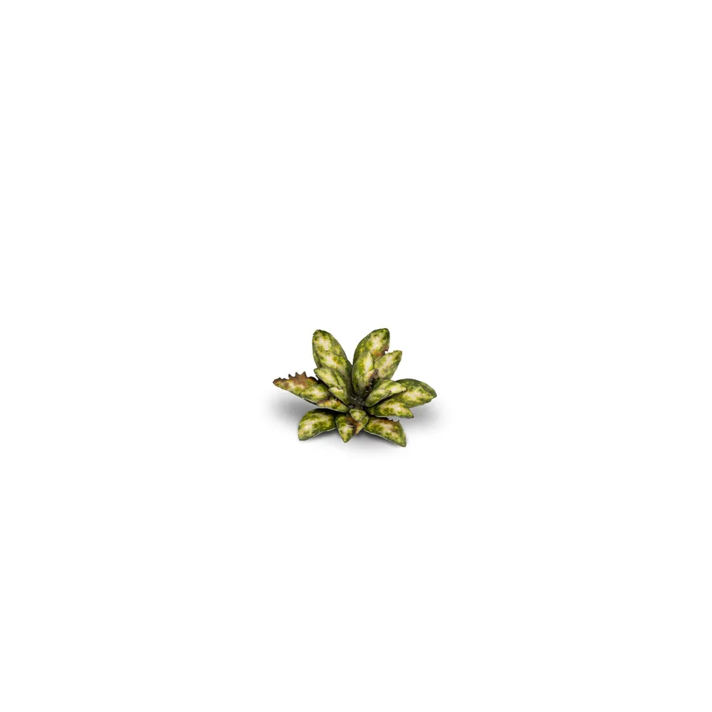 Laser Plants - Dumb Cane - Gamers Grass