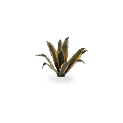 Laser Plants - Agave - Gamers Grass