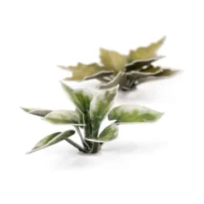 Laser Plants - Plantain Lily