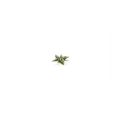 Laser Plants - Plantain Lily