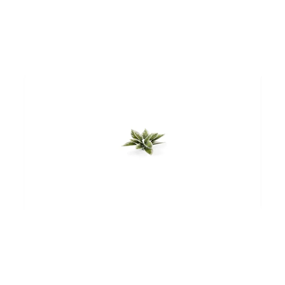 Laser Plants - Plantain Lily